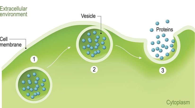 Ekzositozda, bir vezikül plazma zarına geçer, bağlanır ve içeriğini hücrenin dışına bırakır.