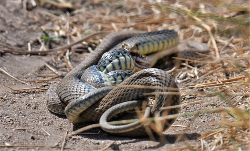 Erkek bir Montpellier yılanı büyük ihtimalle onu yemek için yetişkin bir dişiyi kafasının arkasından çeneleri ile tutuyor (PHILIPPE BAILLEUL).