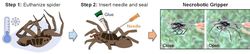 Bilim İnsanları Ölü Örümcekleri Ölümsüz Zombi Robotlara Dönüştürerek Nekrobotik Yaratıyor