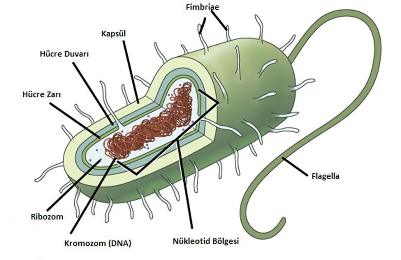 Tipik Prokaryotik Hücre