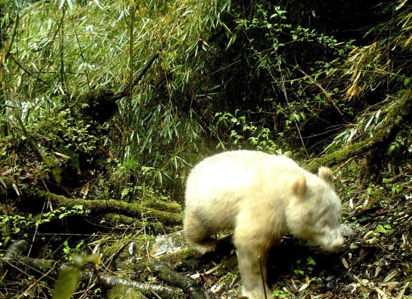 Vahşi doğada bilinen ilk albino panda