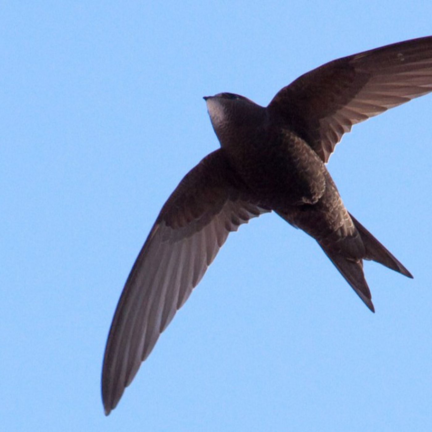 Ebabil Kuşu ve Uçuşu: Uçamayan Bir Ebabil Kuşu Bulursanız Ne Yapmalısınız?