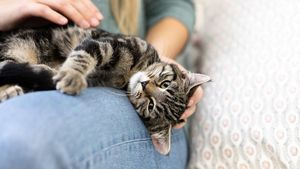 Understanding The Kneading Behavior Of Cats Unraveled