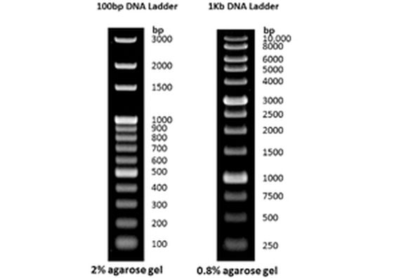 DNA markerları