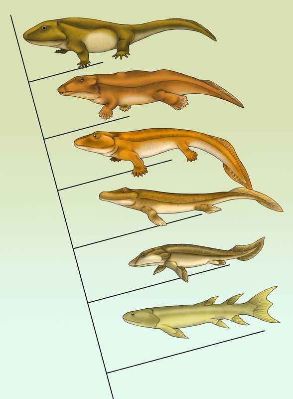 Ayaklı balıkların (fishapod) evrimi. Aşağıdan yukarıya: Eusthenopteron, Panderichthys, Tiktaalik, Acanthostega, Ichthyostega, Pederpes.
