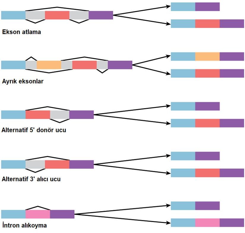 Beş temel alternatif uç birleştirme modu vardır. Ekzonları mavi, kırmızı, turuncu ve pembe olarak gösterilen pre-mRNA segmentleri, çeşitli yeni olgun mRNA segmentleri üretmek için uç birleştirilebilmektedir.