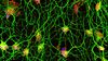 Neden Tüm Nöronlarımız Miyelinli Değil? Öyle Olsaydı Ne Olurdu?