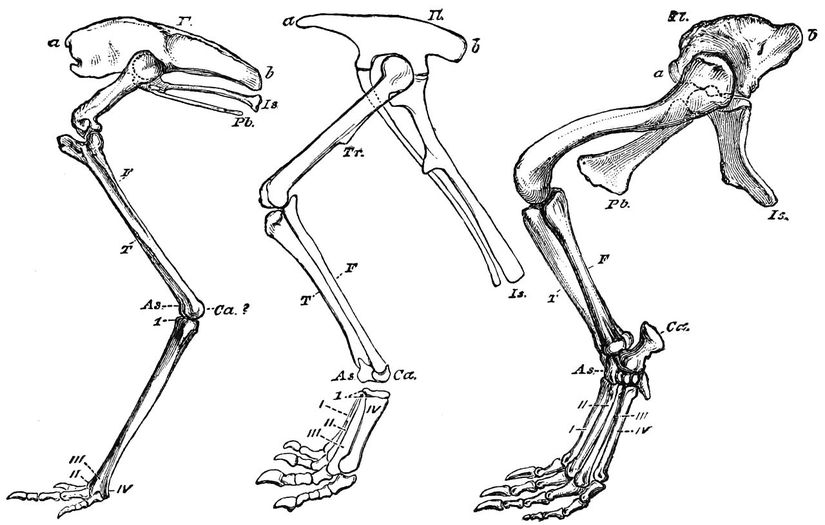 Soldan sağa: Kuş, dinozor ve timsah bacak anatomileri. Ca: Calcaneus kemiği. Dinozorların (ve dolayısıyla kuşların) soyunda eriyen kemik çıkıntısı, timsahlarda ve Scleromochlus'ta var.