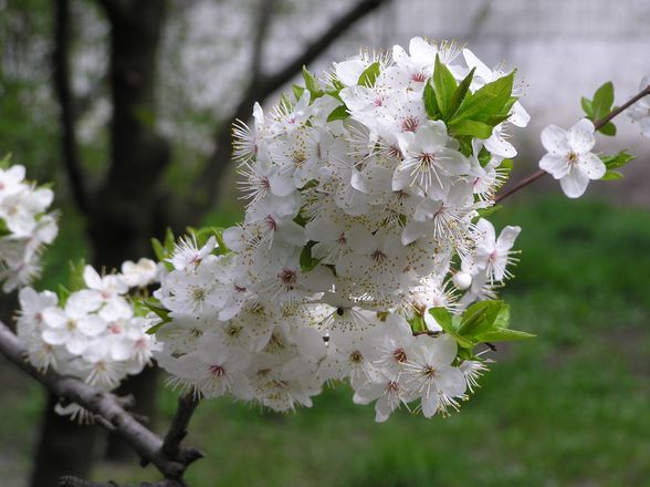 Prunus cerasus çiçekleri