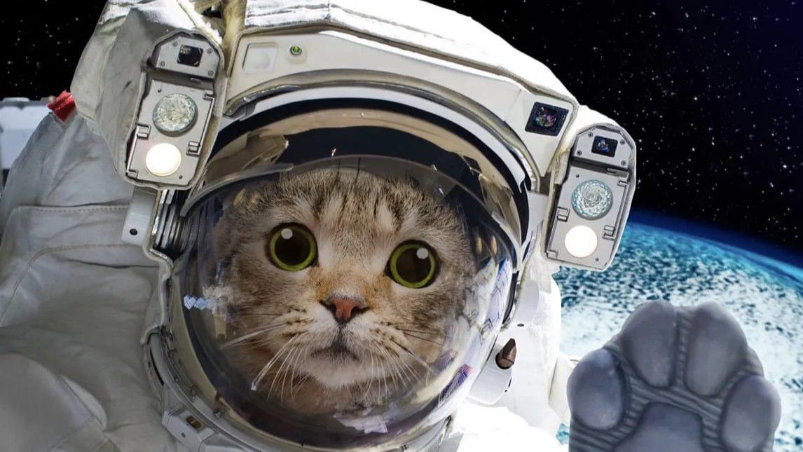Astronot Hayvanlar Uzay Arastirmalarinda Gorev Alan Cesur Kahramanlar Evrim Agaci