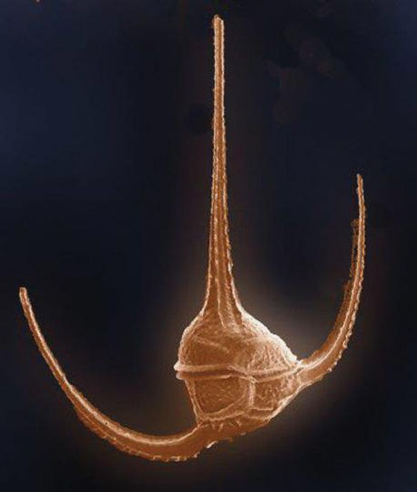Ceratium longipies (Dinoflagellate)