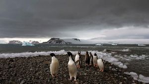 Antarctica's Record Heatwave Raises Alarm For Future Climate Scenarios