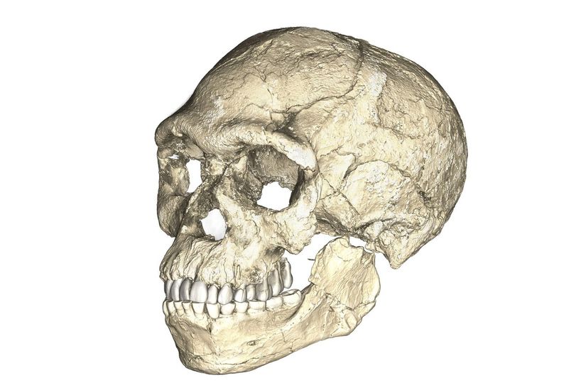Araştırmacılar, Djebel Irhoud'dan birkaç fosili taradılar ve bir zamanlar orada yaşayan ilk insanlardan birinin kafatasının kompozit bir Rekonstrüksiyonunu yarattılar.