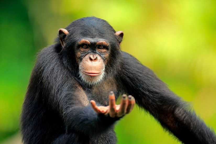 Şempanze (Pan troglodytes)