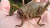 Tropik Bölgeler ve Ekvatordaki Böcekler Daha mı Büyükler?