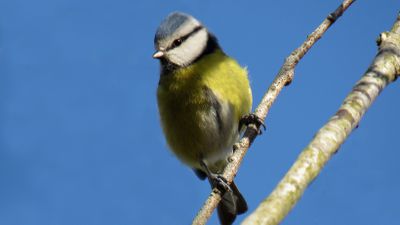 Sorularla Kuş Gözlemciliği: Kuş Gözlemi Nasıl Yapılır? Nelere Dikkat Edilmeli? Kimler Kuş Gözlemcisi Olabilir?