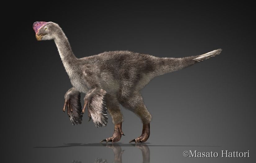 Oviraptor cinsi.