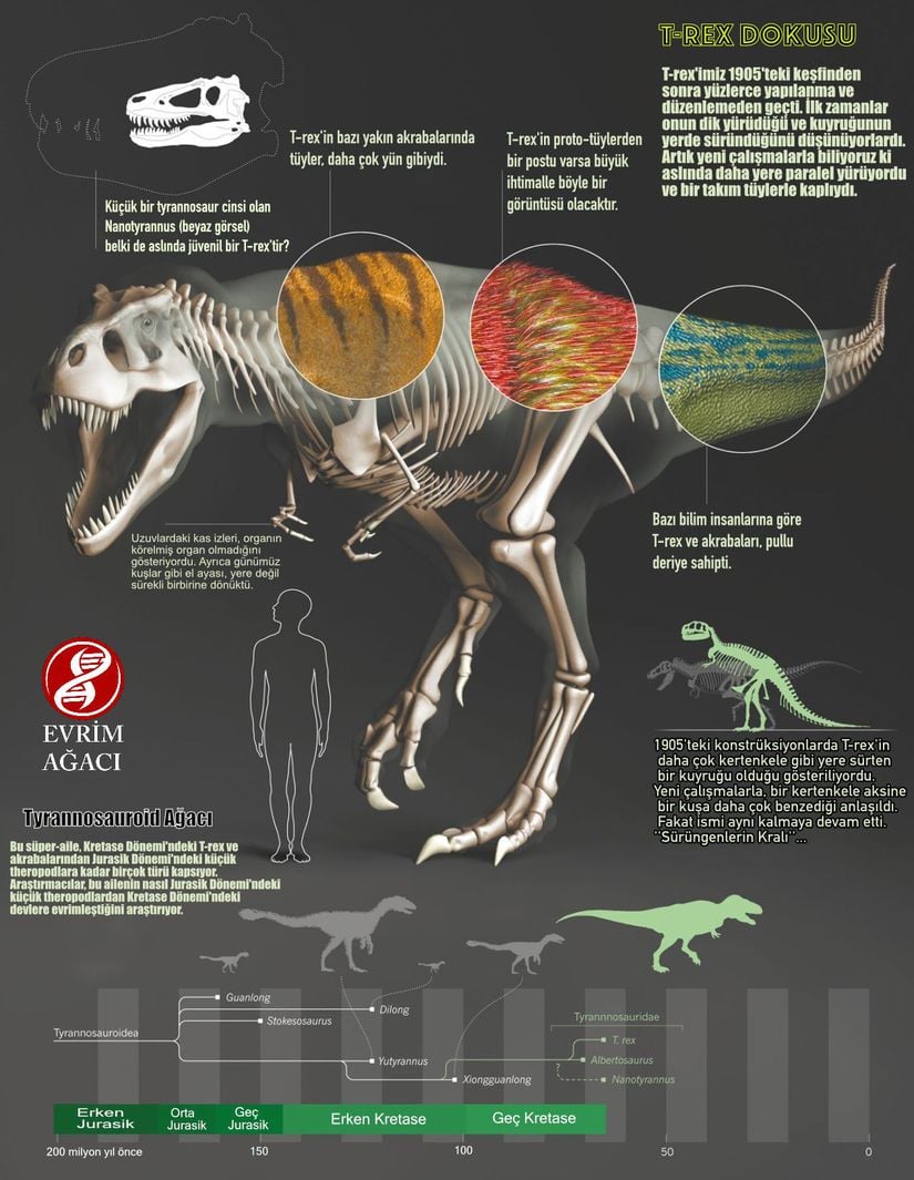 Jurassic Park'ın meşhur başrolü dev theropod T. rex, gelmiş geçmiş en büyük kara etoburlarından biridir. Şimdiye kadar bulunan en büyük dişi 30 cm'dir. Yetişkin bir T. rex 12 metrelik uzunluğu ile hızlı koşmak istediğinde 32 km/h hıza ulaşabilir. Henüz Elasmosaurus veya Archaeopteryx gibi iyi korunabilmiş dokusu bulunamadığı için derisinin nasıl olduğu sadece speküle edilebilir. Şimdiye kadarki bulunan en bütün fosili Sue adındaki numunedir. Bu örnekte T. rex iskeletinin %85'i tamdır. Ardından 1997'de 7.6 milyon dolara Chicago'daki doğal tarih müzesine satılmıştır. Aynı zamanda tarihteki en pahalı dinozor fosili olarak kayıtlara geçmiştir.