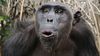 Şempanzeler Pişmiş Yemeği Pişmemişe Tercih Ediyor!