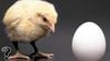 İlk Neden Paradoksu: Tavuk mu Yumurtadan, Yumurta mı Tavuktan Çıkar?