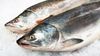 Piyasaya Sürülen Genetiği Değiştirilmiş Balık, Beslenme Prensiplerimizi Nasıl Değiştirecek?