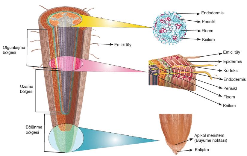 bitki kökleri diyagramı