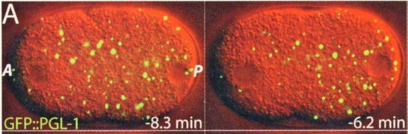 Yuvarlak solucan Caenorhabditis elegans'ın hücrelerinin içindeki P granüllerinin zaman içinde değişimi