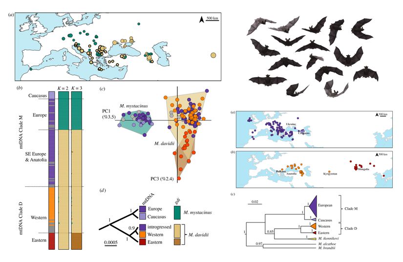 Evrimsel süreçlerinde mtDNA introgresyonları sonucuyla bıyıklı yarasaların Palearktik dağılımları.