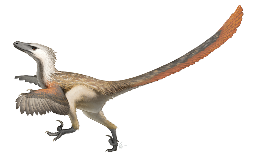 Güncel bilimsel veriler ışığında tasarlanmış bir Velociraptor illüstrasyonu.
