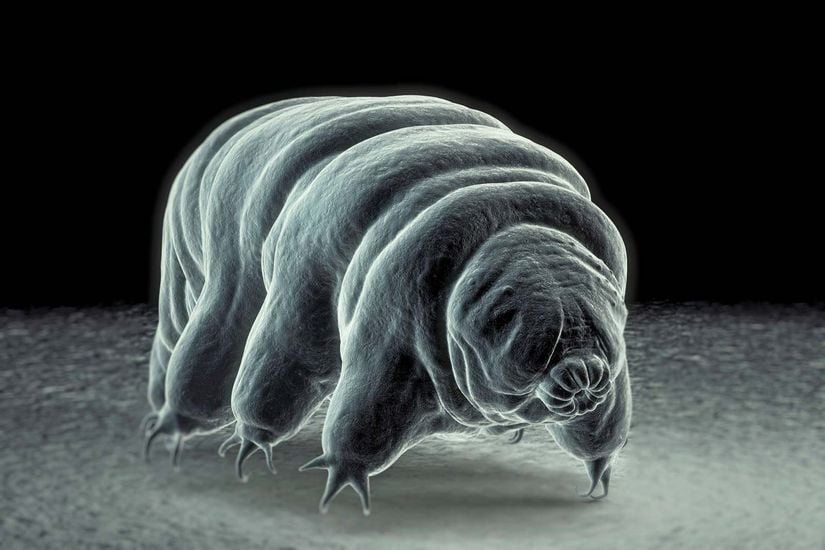 Omurgasız hayvan olan su ayısının (tardigrad) TEM altındaki görüntüsü.