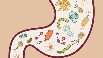 Vücudumuzdaki Mikroplar, Davranışlarımızı Etkileyebilir mi?