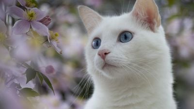 Beyaz Kedilerin Korkulu Rüyası: Sağırlık