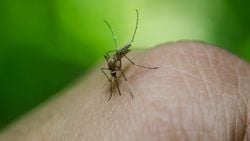 Sivrisinekler Hakkında Temel Bilgiler: Sivrisinekler Bizi Neden ve Nasıl Sokar? Neden Vızıldar?