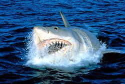 Bir nesilde deniz fobisi yaratıp binlerce köpek balığının ölümüne neden olan efsanevi filmden 48 sene sonra yaptığı etki bitebilir mi?