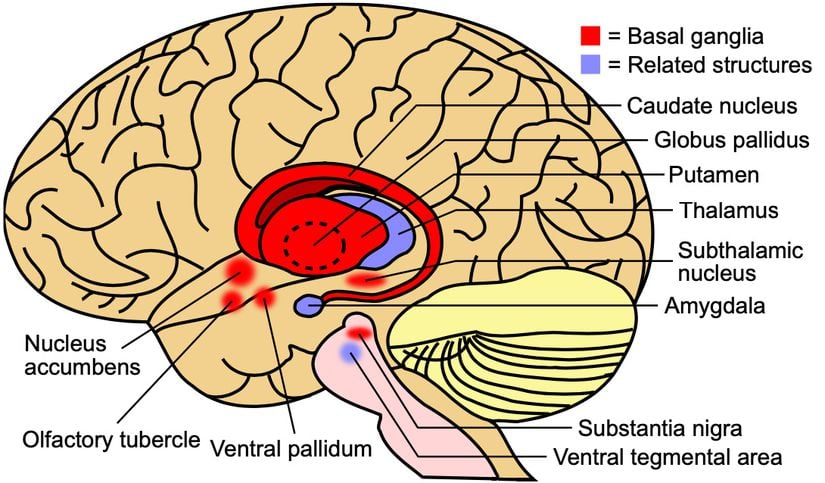 Beyindeki bazal ganglionların (kırmızı) ve ilgili yapıların (mavi) diyagramı.
