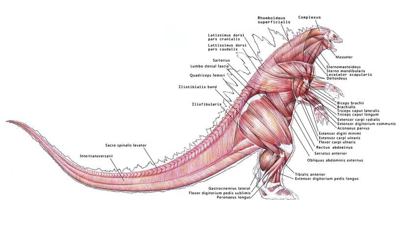 Godzilla’nın kas anatomisi.