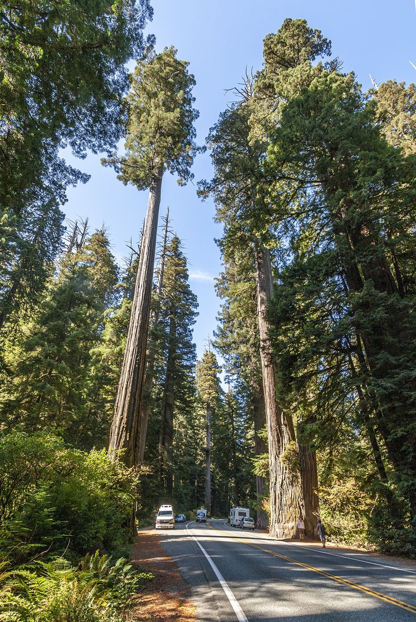 Sequoia sempervirens (Sahil Sekoyası)