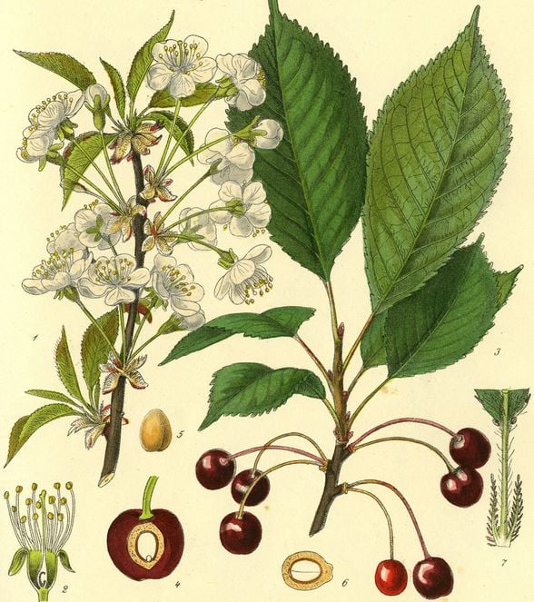 Prunus avium çizimleri