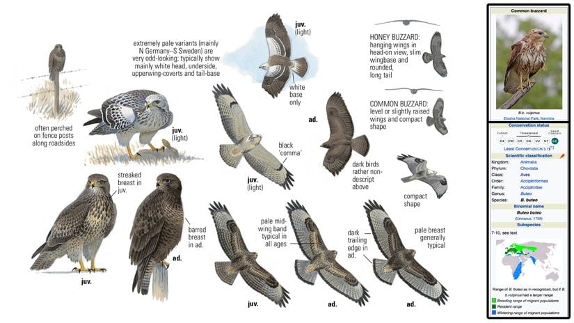 Sol tarafta Collin's Bird Guide'dan, sağ tarafta Wikipedia'dan alınan şahin (Buteo buteo) infografiği ve taksonomisi.