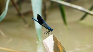 Bantlı kızböceği (Calopteryx splendens)