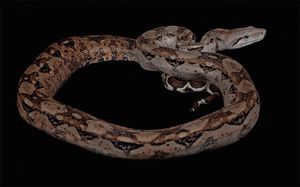 Boa Constrictor Produces Young Without Male Contact