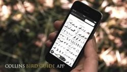 En İyi Ornitoloji (Kuş Bilimi) Telefon Uygulaması