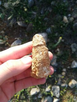 Bu taş herhangi bir deniz canlısının fosili olabilir mi?