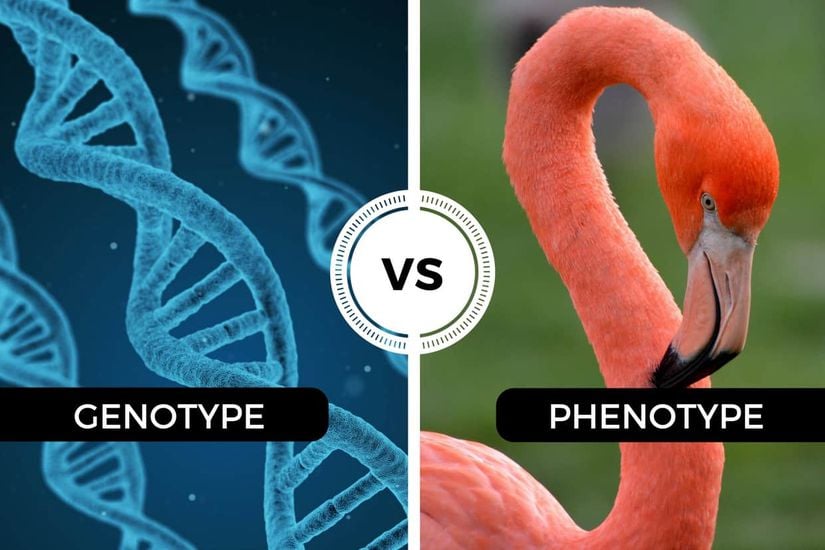 Genotip ve fenotip arasındaki fark...