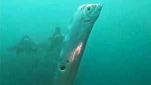 Rare Oarfish Found Off La Jolla Signals Possible Earthquake