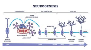 Can Standardizing Neurogenesis Research Transform Neurology?