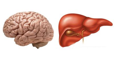 Yağlı Bir Karaciğer, Normalde Beyne Harcanması Gereken Proteinleri Tüketiyor Olabilir!