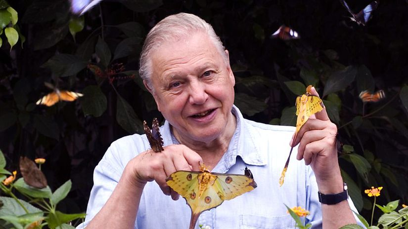 David Attenborough, omurgasız hayvanların küçücük yaşamlarının ardındaki şaşırtıcı hikayeleri ortaya çıkarıyor.