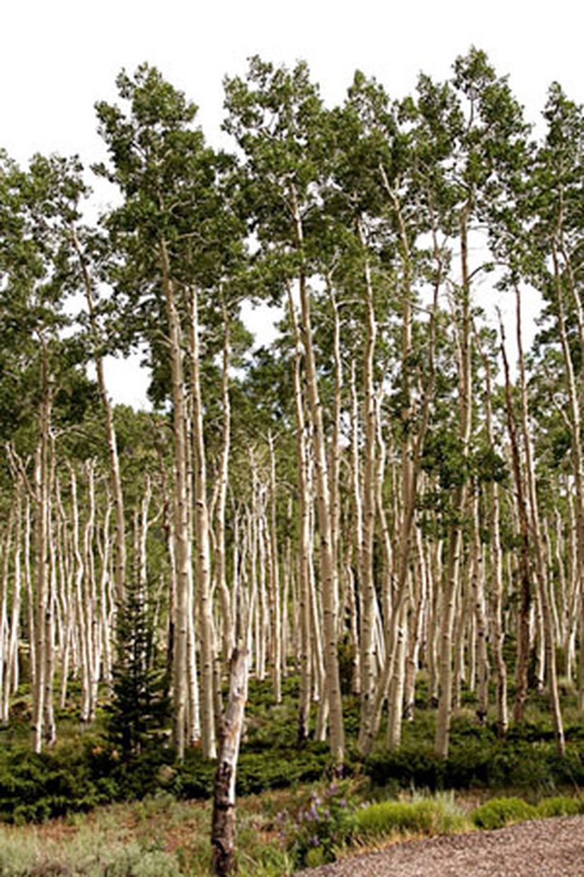Görsel 4. Pando’dan bir kesit. Tek bir klon Pando’da bu rametlerden (yani “ağaçlardan”) yaklaşık 47.000 tane vardır.