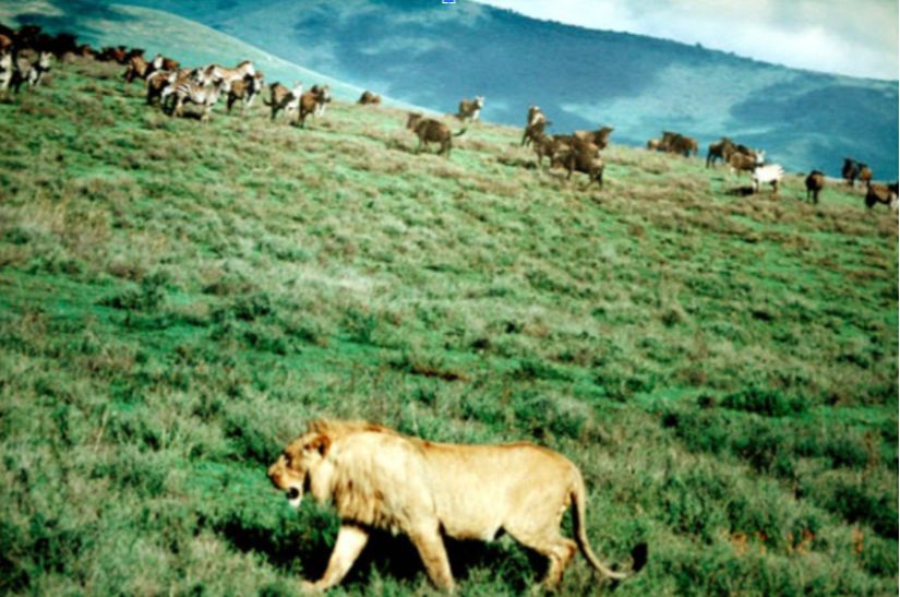 Sürü halindeki antiloplar; yırtıcı hayvanlara karşı, tek başına olan antiloplara kıyasla daha çok korunur.